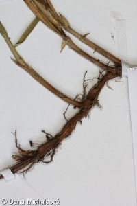 Carex praecox agg. – okruh ostřice časné