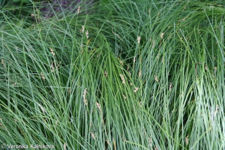 Carex brizoides – ostřice třeslicovitá