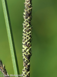 Carex buekii – ostřice Buekova, ostřice banátská