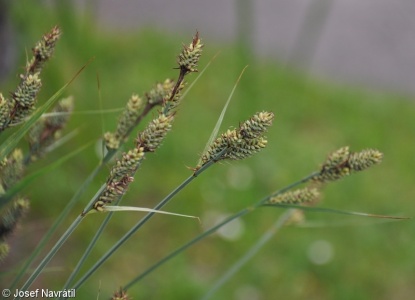 Carex buxbaumii – ostřice Buxbaumova