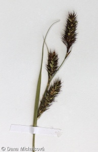 Carex buxbaumii – ostřice Buxbaumova