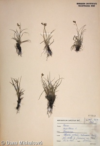 Carex capillaris – ostřice vláskovitá