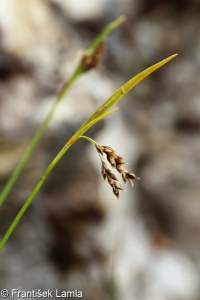 Carex capillaris – ostřice vláskovitá