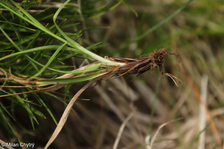 Carex caryophyllea – ostřice jarní