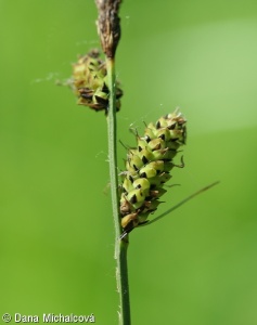 Carex cespitosa – ostřice trsnatá