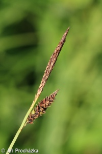 Carex cespitosa – ostřice trsnatá