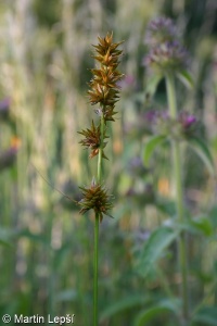 Carex otomana – ostřice Chabertova