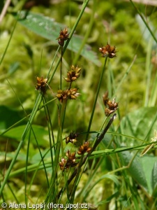 Carex chordorrhiza – ostřice šlahounovitá