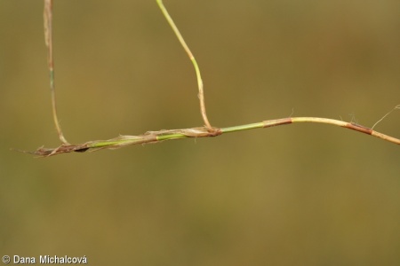 Carex chordorrhiza – ostřice šlahounovitá