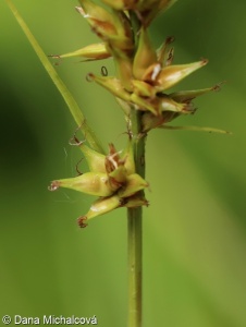 Carex spicata – ostřice klasnatá