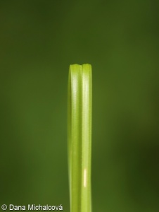 Carex spicata – ostřice klasnatá