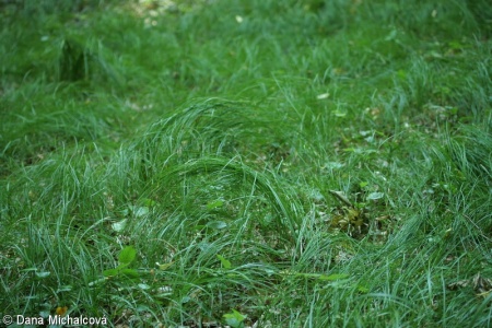 Carex curvata – ostřice křivoklasá