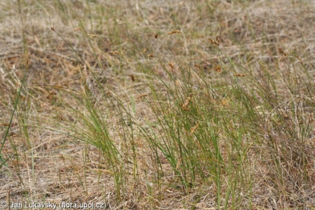 Carex curvata – ostřice křivoklasá