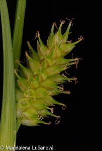 Carex flava agg. &ndash; okruh ostřice rusé