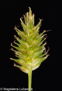 Carex flava agg. &ndash; okruh ostřice rusé