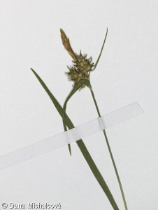 Carex flava agg. – okruh ostřice rusé