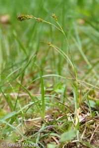 Carex depressa subsp. transsilvanica – ostřice zakrslá sedmihradská