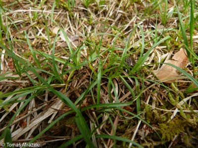 Carex depressa – ostřice zakrslá