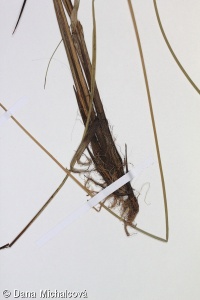 Carex diandra – ostřice přioblá, ostřice dvoumužná