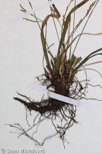 Carex digitata – ostřice prstnatá