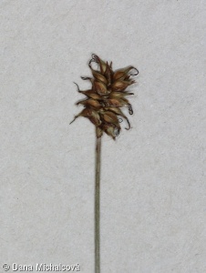 Carex dioica – ostřice dvoudomá