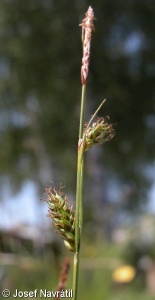 Carex distans – ostřice oddálená