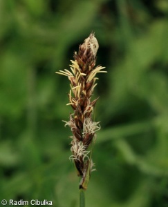 Carex disticha – ostřice dvouřadá