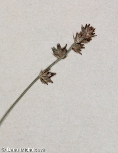 Carex divulsa – ostřice přetrhovaná