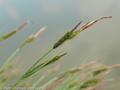 Carex elata – ostřice vyvýšená