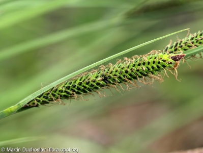 Carex elata subsp. elata – ostřice vyvýšená pravá
