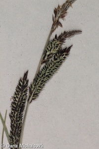 Carex elata subsp. elata – ostřice vyvýšená pravá