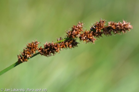 Carex elongata – ostřice prodloužená