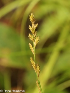 Carex elongata – ostřice prodloužená