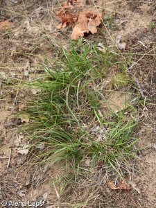 Carex ericetorum – ostřice vřesovištní