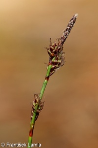 Carex ericetorum – ostřice vřesovištní