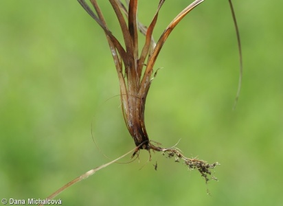 Carex flacca subsp. flacca – ostřice chabá pravá