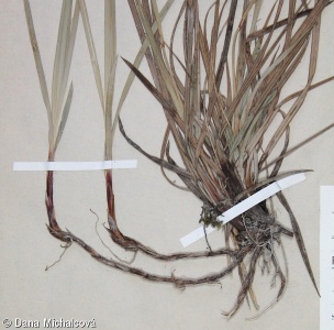 Carex flacca – ostřice chabá