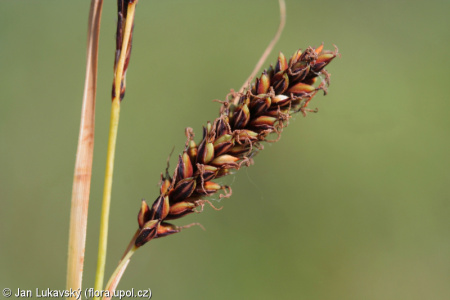 Carex flacca – ostřice chabá