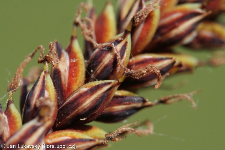 Carex flacca subsp. flacca – ostřice chabá pravá