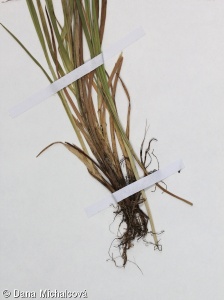 Carex flava var. alpina – ostřice rusá alpínská