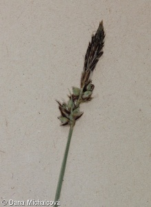 Carex fritschii – ostřice doubravní, ostřice Fritschova