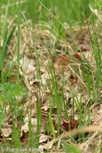 Carex fritschii – ostřice doubravní, ostřice Fritschova