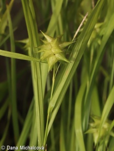 Carex grayi – ostřice Grayova