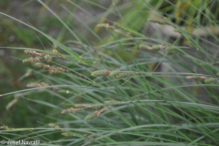 Carex buxbaumii agg. – okruh ostřice Buxbaumovy