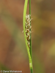 Carex hartmanii – ostřice Hartmanova