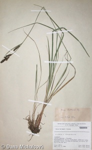 Carex buxbaumii aggr.