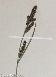 Carex hartmanii – ostřice Hartmanova