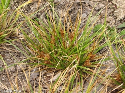 Carex hordeistichos – ostřice ječmenovitá