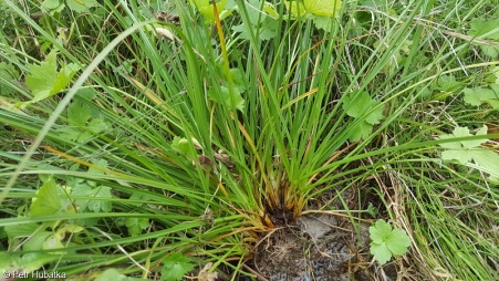Carex hordeistichos – ostřice ječmenovitá