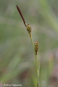 Carex hostiana – ostřice Hostova